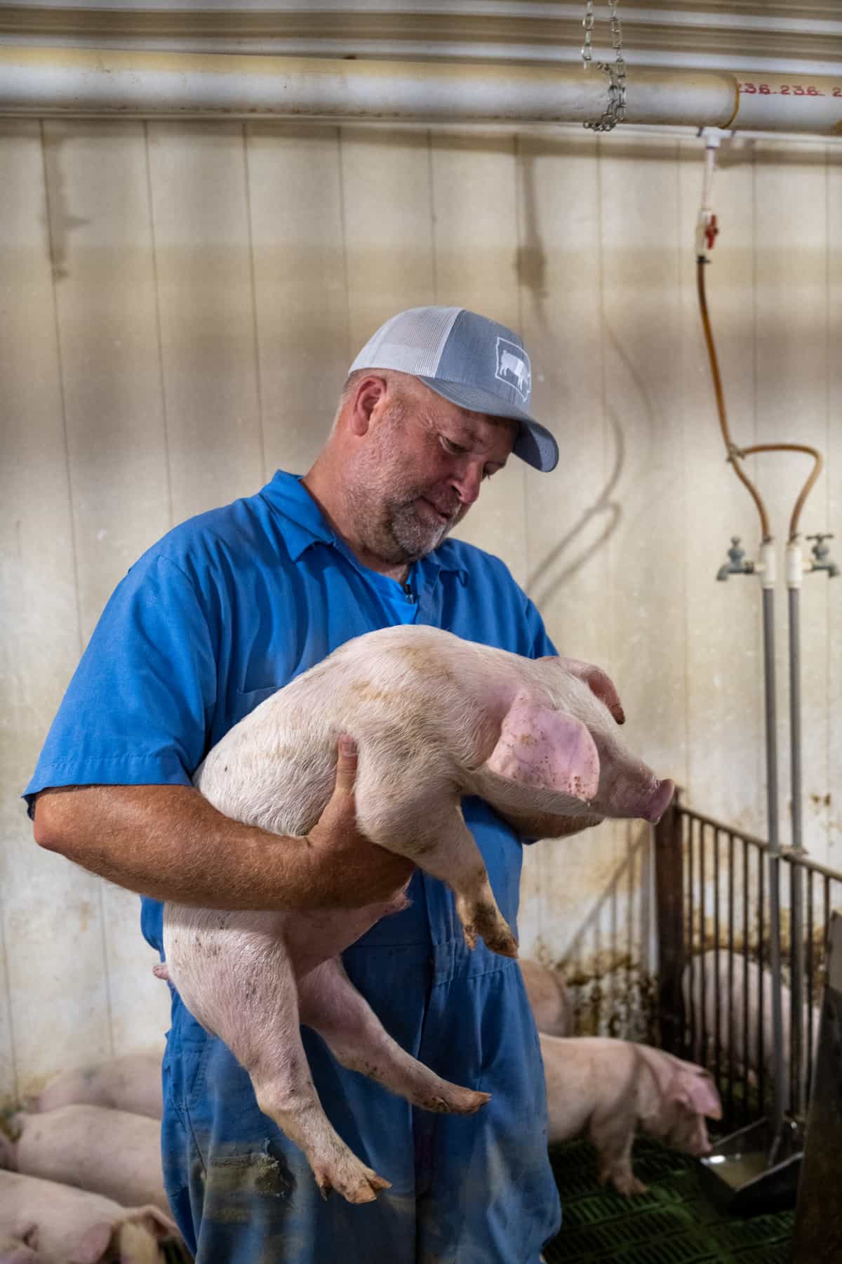 Mike Ver Steeg wearing blue coveralls and a baseball hat holding a young pink pig.